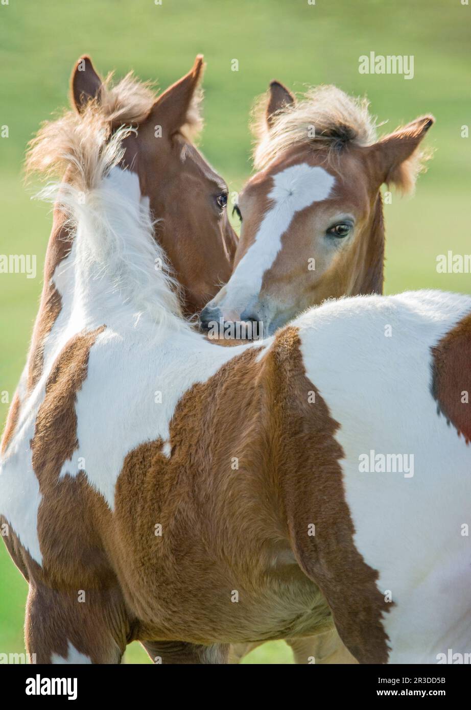Pinto Pferdefohlen, die sich gegenseitig pflegen Stockfoto