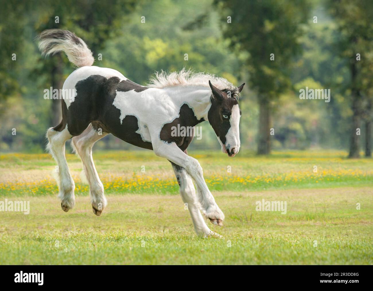 Gypsy Vanner Horse Fohlen Rumpf und High Heels im Spiel Stockfoto
