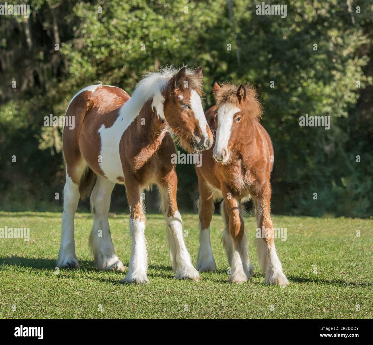 Gypsy Vanner Pferdeentwöhnungsfilets treffen sich auf der Weide Stockfoto