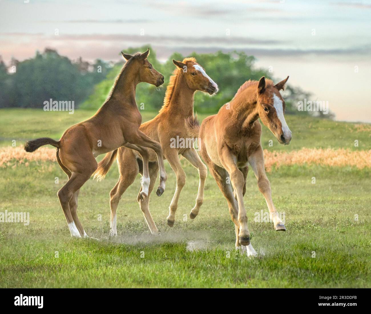 Vollblüter-Pferdefohlen hüpfen und spielen in der offenen Koppel Stockfoto
