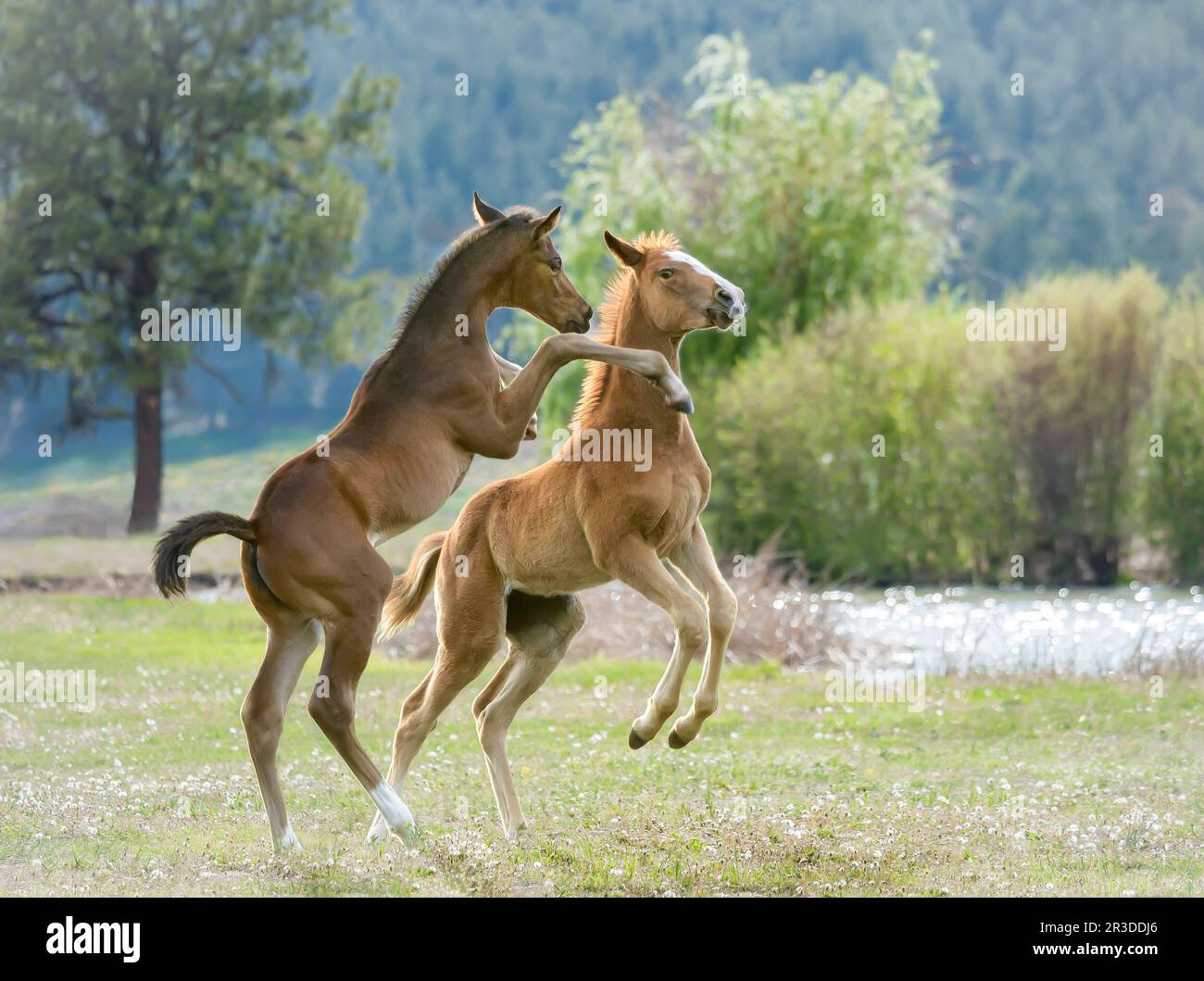 Vollblüter-Pferdefohlen hüpfen und spielen in der Koppel mit Teich Stockfoto