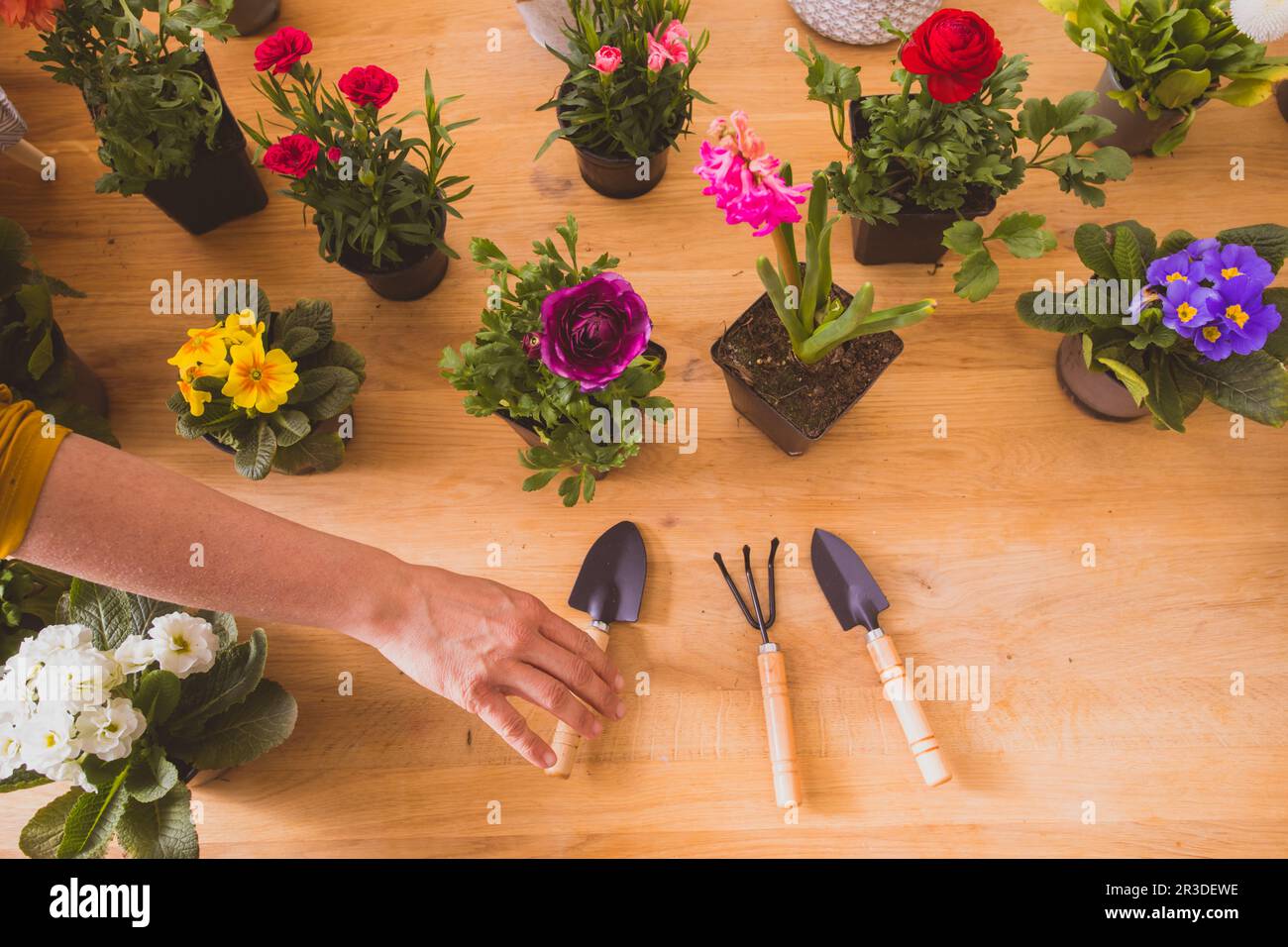 Die Frau pflanzt schöne Blumen in kleine Töpfe Stockfoto