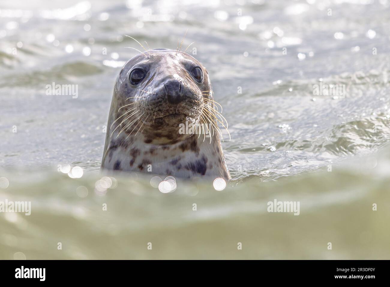 Der Seehund (Phoca vitulina), auch bekannt als die Seezunge, ist eine wahre Robbe, die an gemäßigten und arktischen Meeresküsten der nördlichen Hemisph zu finden ist Stockfoto