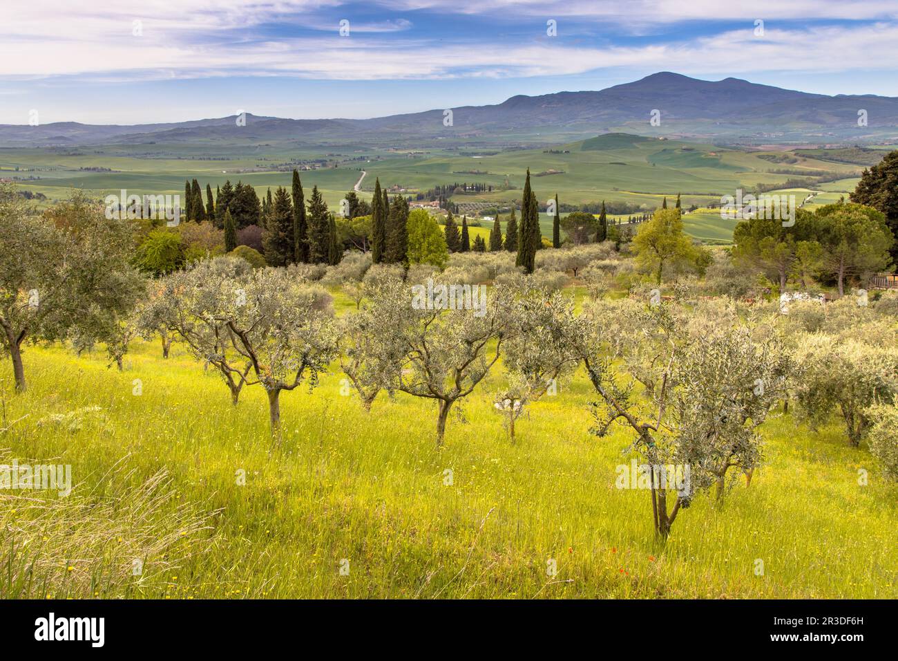 Olivenhain mit Zypressen in den Hügeln der Toskana vom Dorf Pienza, Italien, im April. Stockfoto