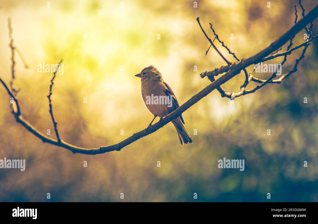 Spatzenvogel auf einem Ast, Vogel auf einem Baum im Garten beobachtet. Echte Fotografie Stockfoto