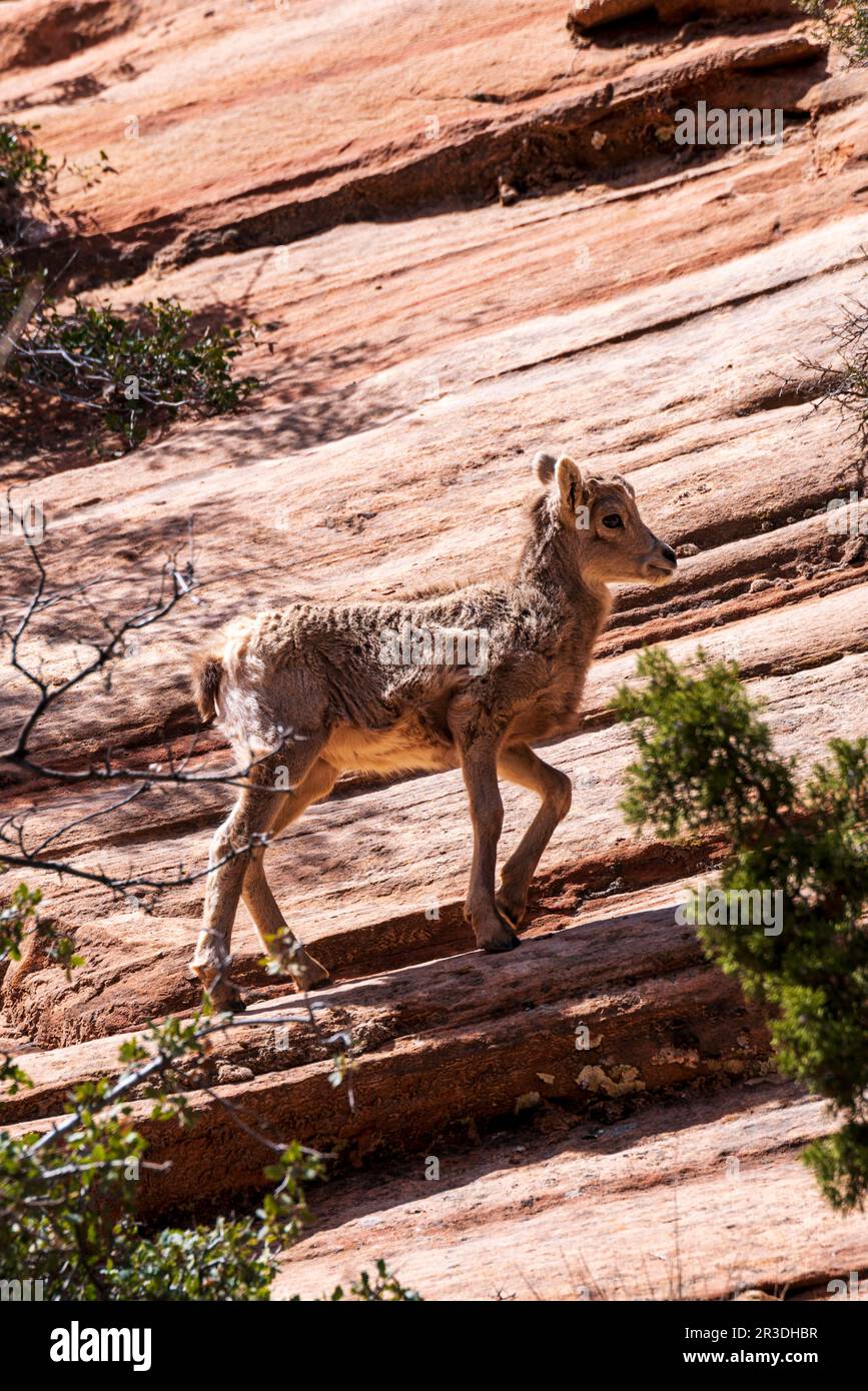 Young Desert Bighorn Sheep; Canyon Overlook Trail; Zion National Park; Utah; USA Stockfoto