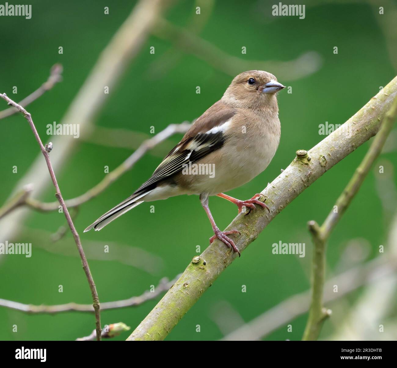 Weibliche Buchfink (Fringilla coelebs) Stockfoto
