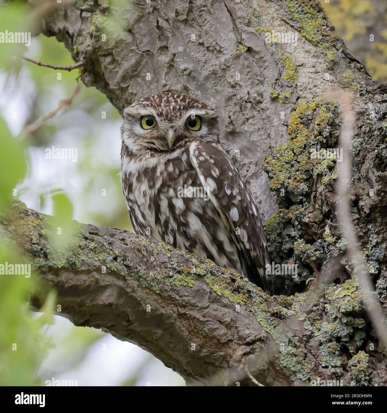 Steinkauz (Athene Noctua) Stockfoto