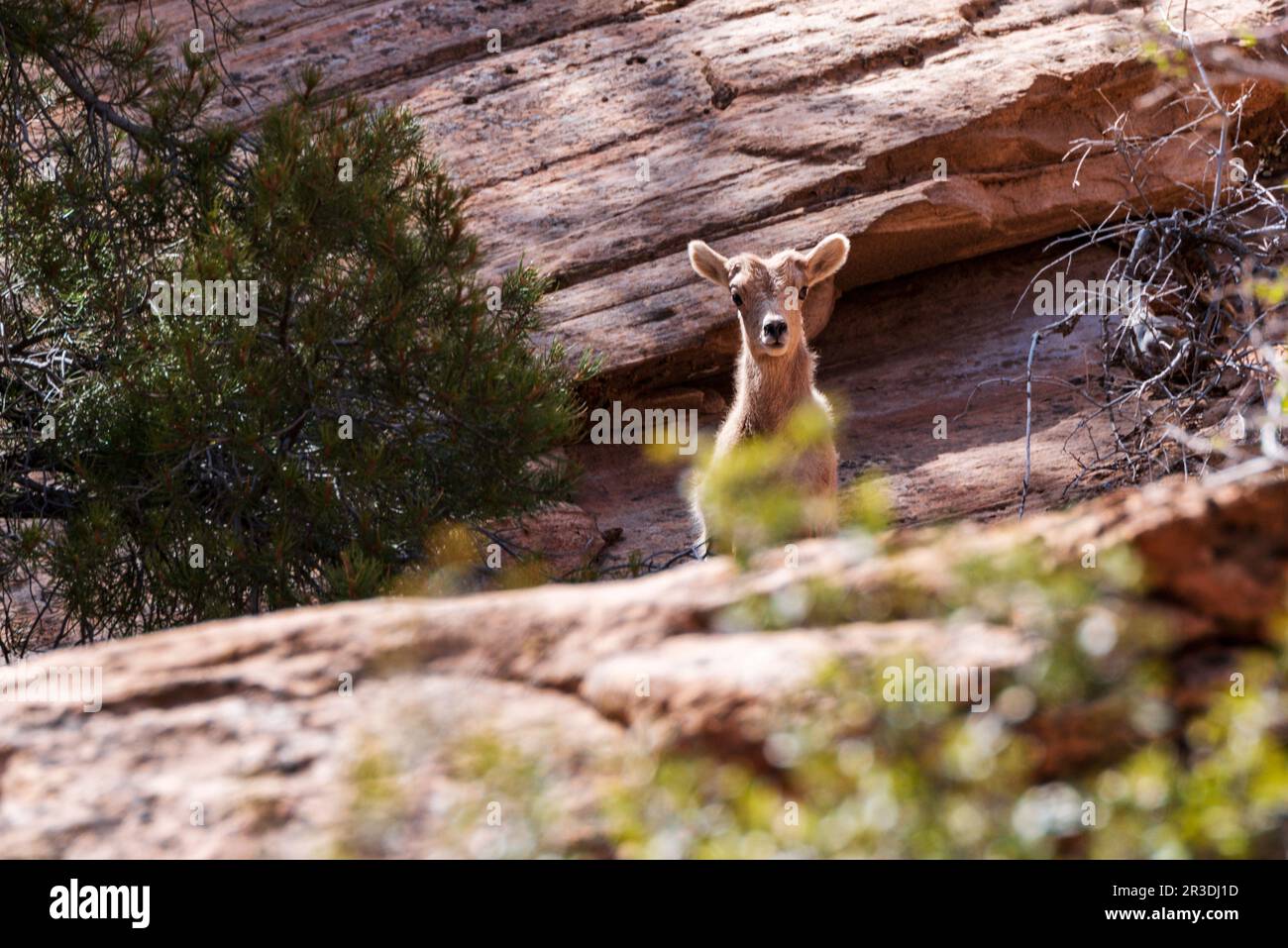 Young Desert Bighorn Sheep; Canyon Overlook Trail; Zion National Park; Utah; USA Stockfoto
