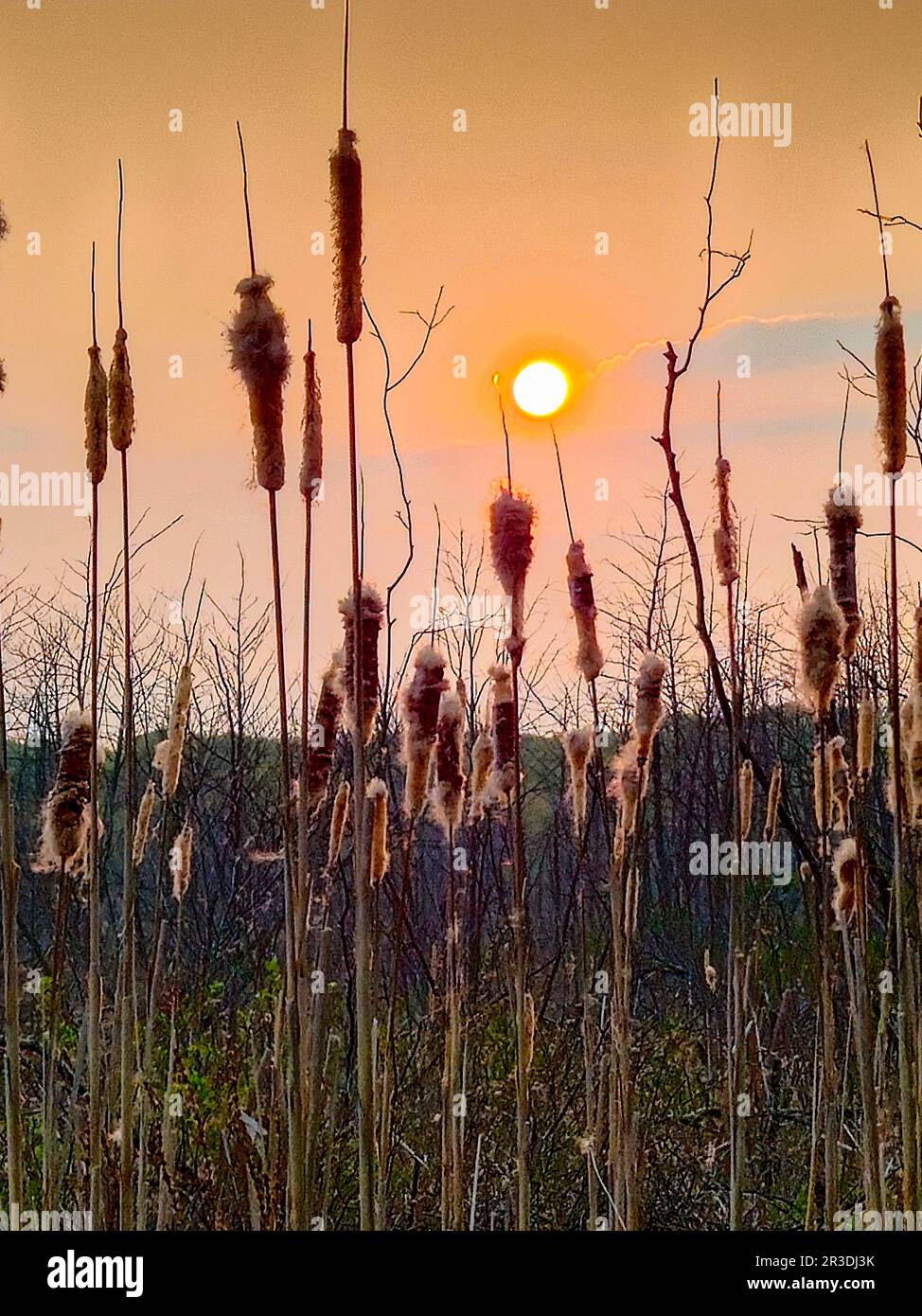 Glühende Morgensonne mit Zackenbarsch im Feuchtgebiet Stockfoto