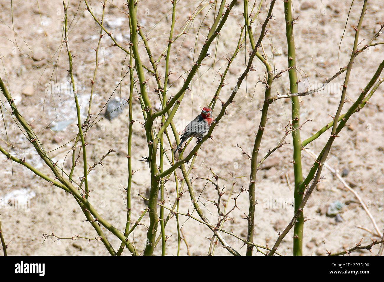 Hausfink, Haemorhous mexicanus, Hausgimpel, Roselin familier, házi pirók, Calico, San Bernardino County, Kalifornien, USA, Nordamerika Stockfoto