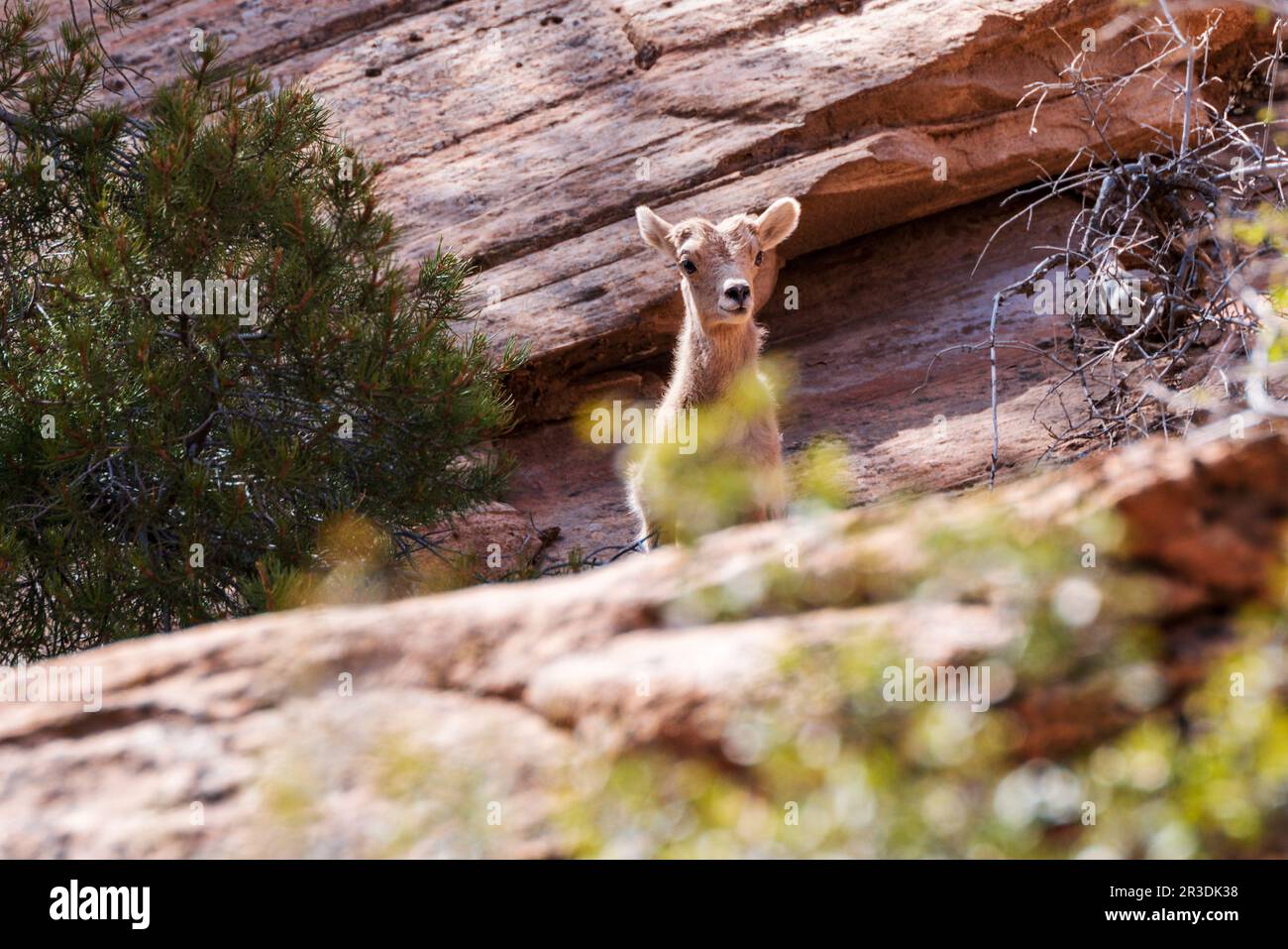 Young Desert Bighorn Sheep; Canyon Overlook Trail; Zion National Park; Utah; USA Stockfoto