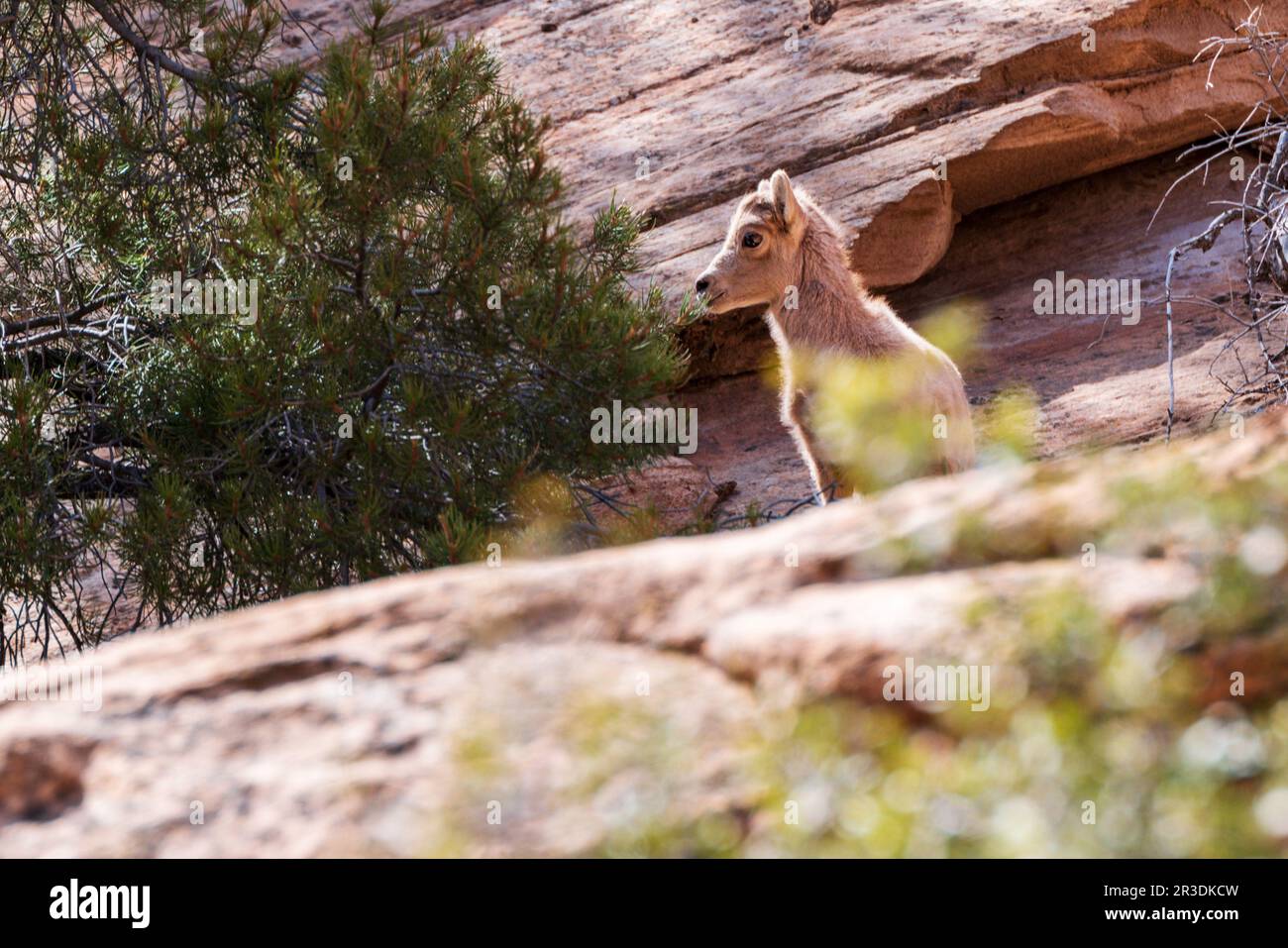 Young Desert Bighorn Sheep; Canyon Overlook Trail; Zion National Park; Utah; USA Stockfoto