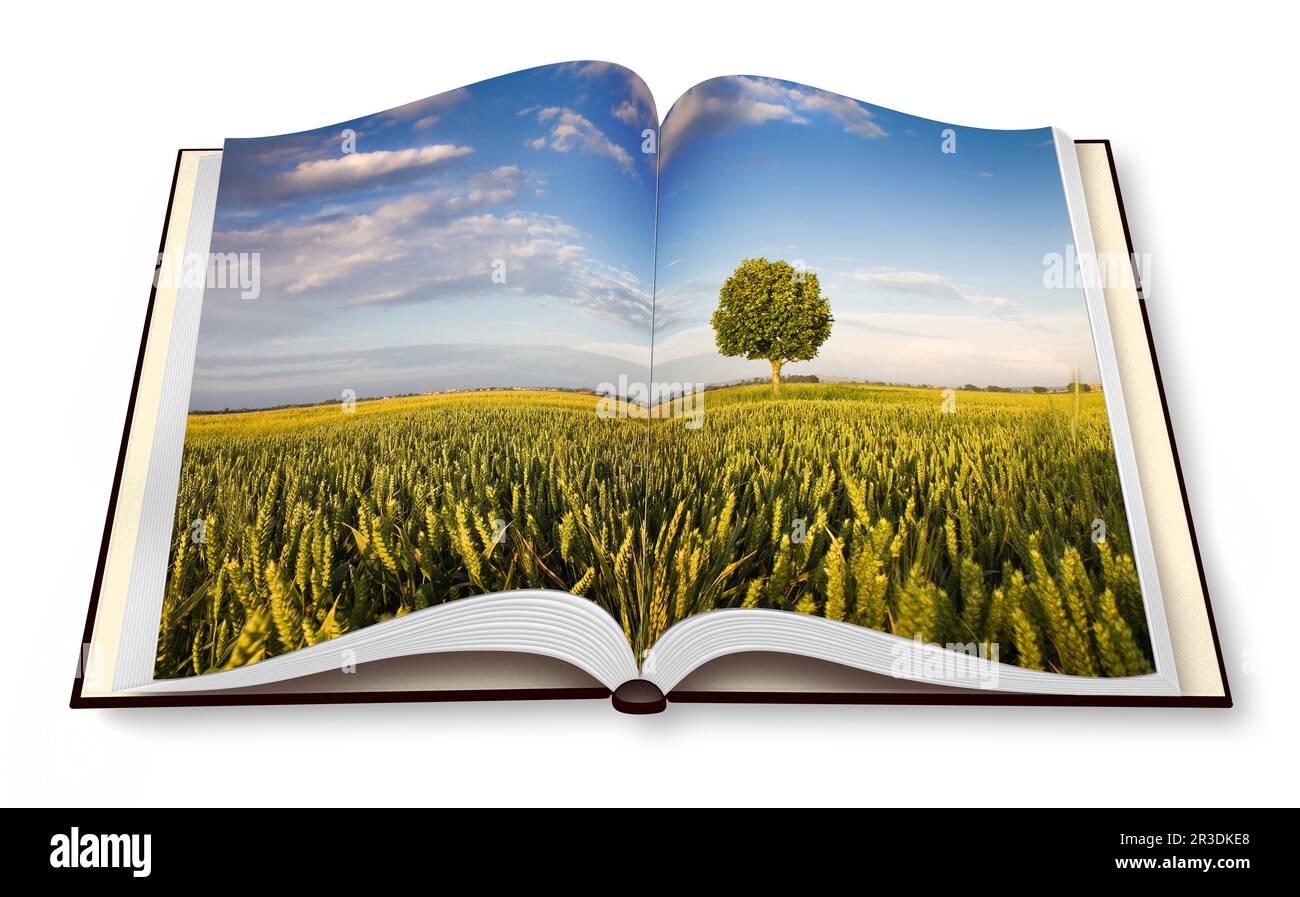 Remote Baum in einem toskanischen wheatfield - (Toskana, Italien) - Geöffnet Fotobuch auf weißem Hintergrund - ich bin der Urheber der Bilder verwendet Stockfoto