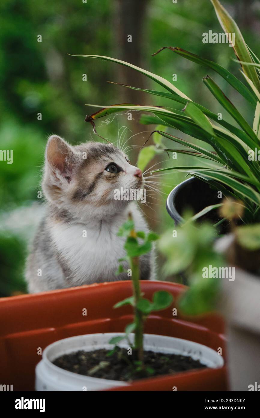 Charmantes, dreifarbiges Kätzchen im Freien, das im Garten mit grünen Blättern von Pflanzen spielt. Das Konzept der Haustiere und der Umwelt. Wunderschönes, junges Tricol Stockfoto