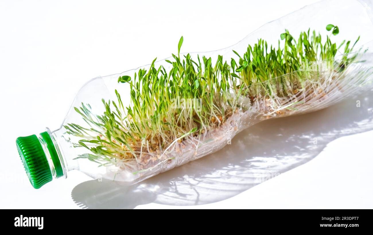 Junge grüne Pflanzen in Plastikflasche. Ökologie und Umweltgespräch. Earth Day Konzept. Globale Umweltverschmutzung des Planeten. Stockfoto