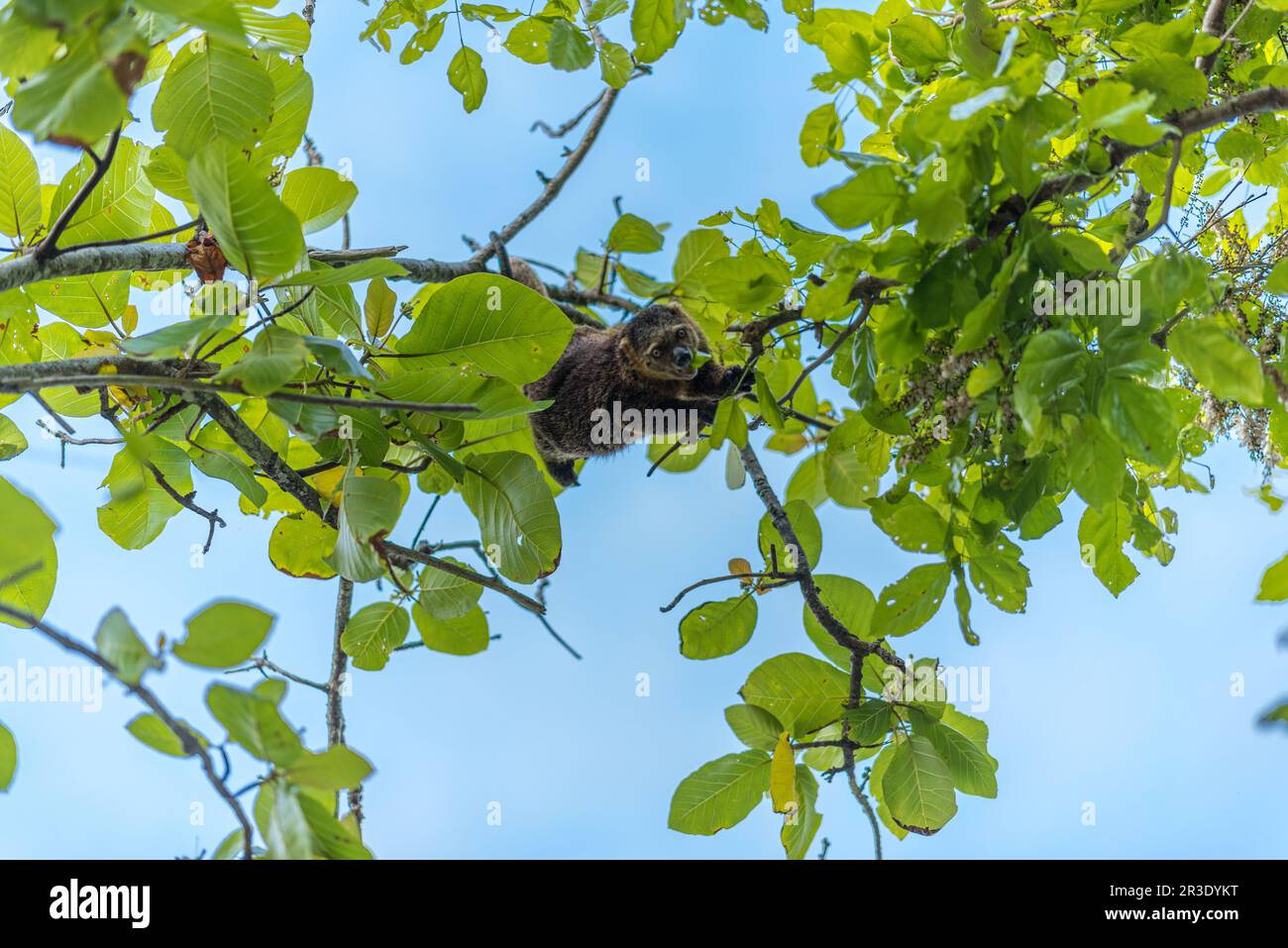 Bärenkusken auf der Togianischen Insel Poyalisa in Sulawesi Stockfoto