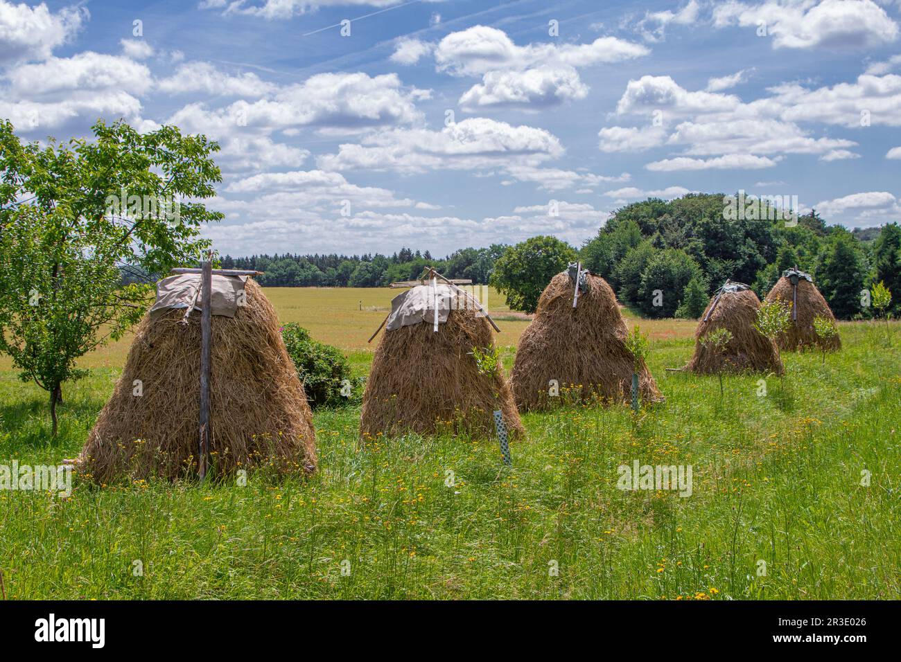 Heuhaufen im Harz Neudorf Stockfoto