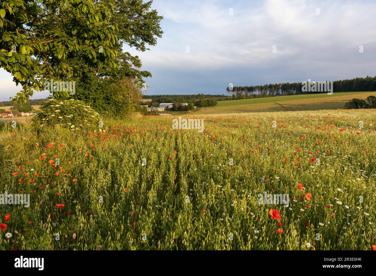 Blühende Wiesen und Felder Stockfoto