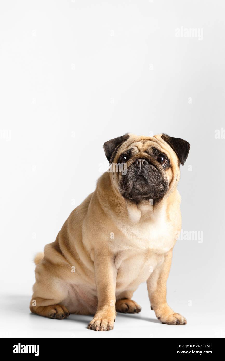 Reinrassige, freundliche, süße, lustige Puppe sitzt auf weißem Hintergrund und schaut explizit und interessiert in die Kamera. Stockfoto