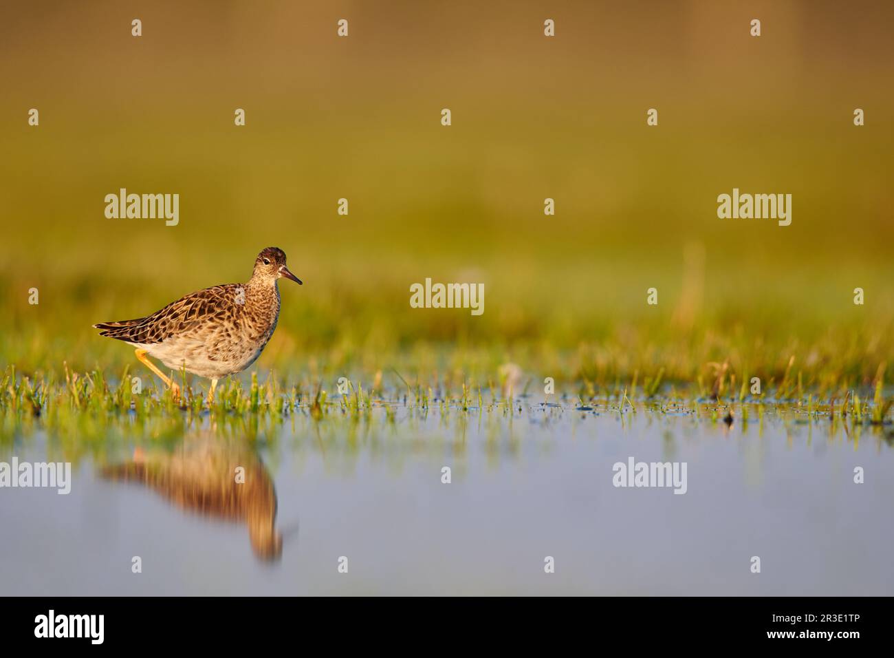Ruff Stockfoto