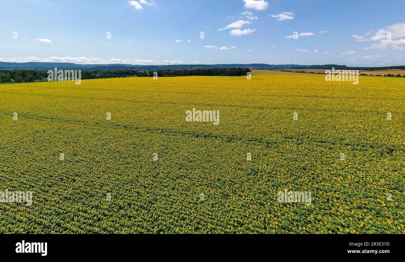 Blühendes Sonnenblumenfeld aus der Luft Stockfoto