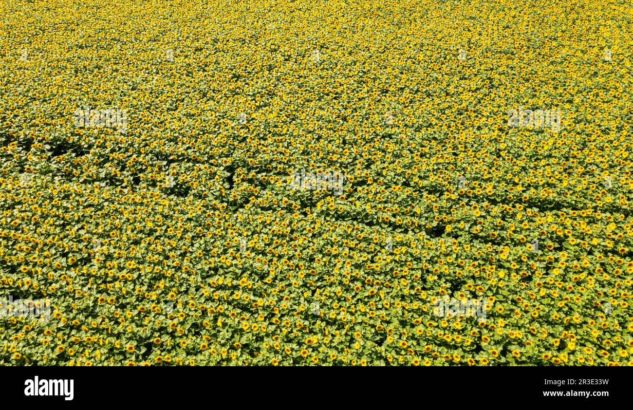 Blühendes Sonnenblumenfeld aus der Luft Stockfoto