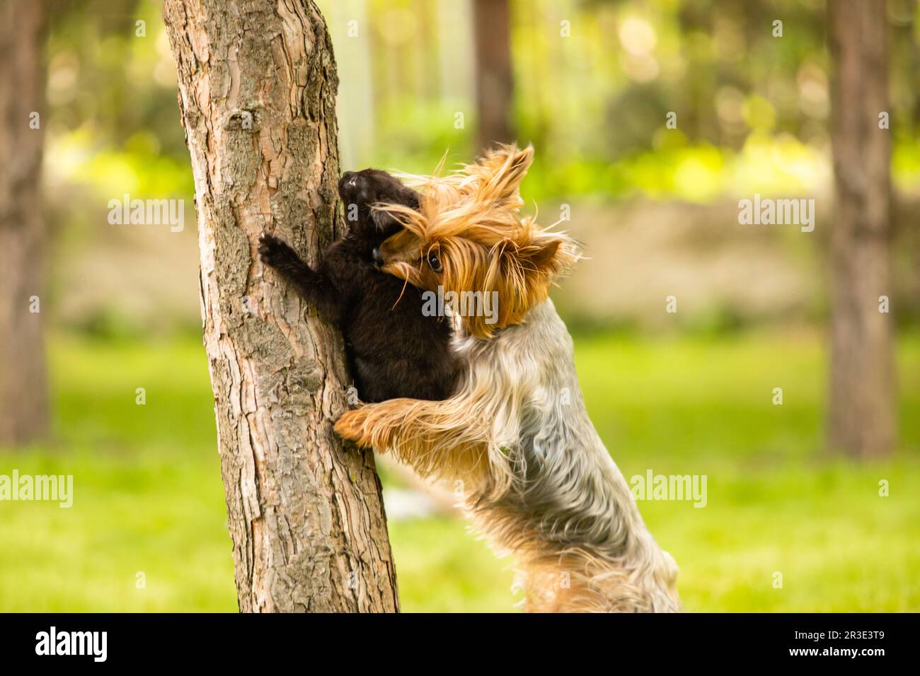 Der Hund hat ein Kätzchen auf einem Baumstamm gefangen und hält es fest Stockfoto