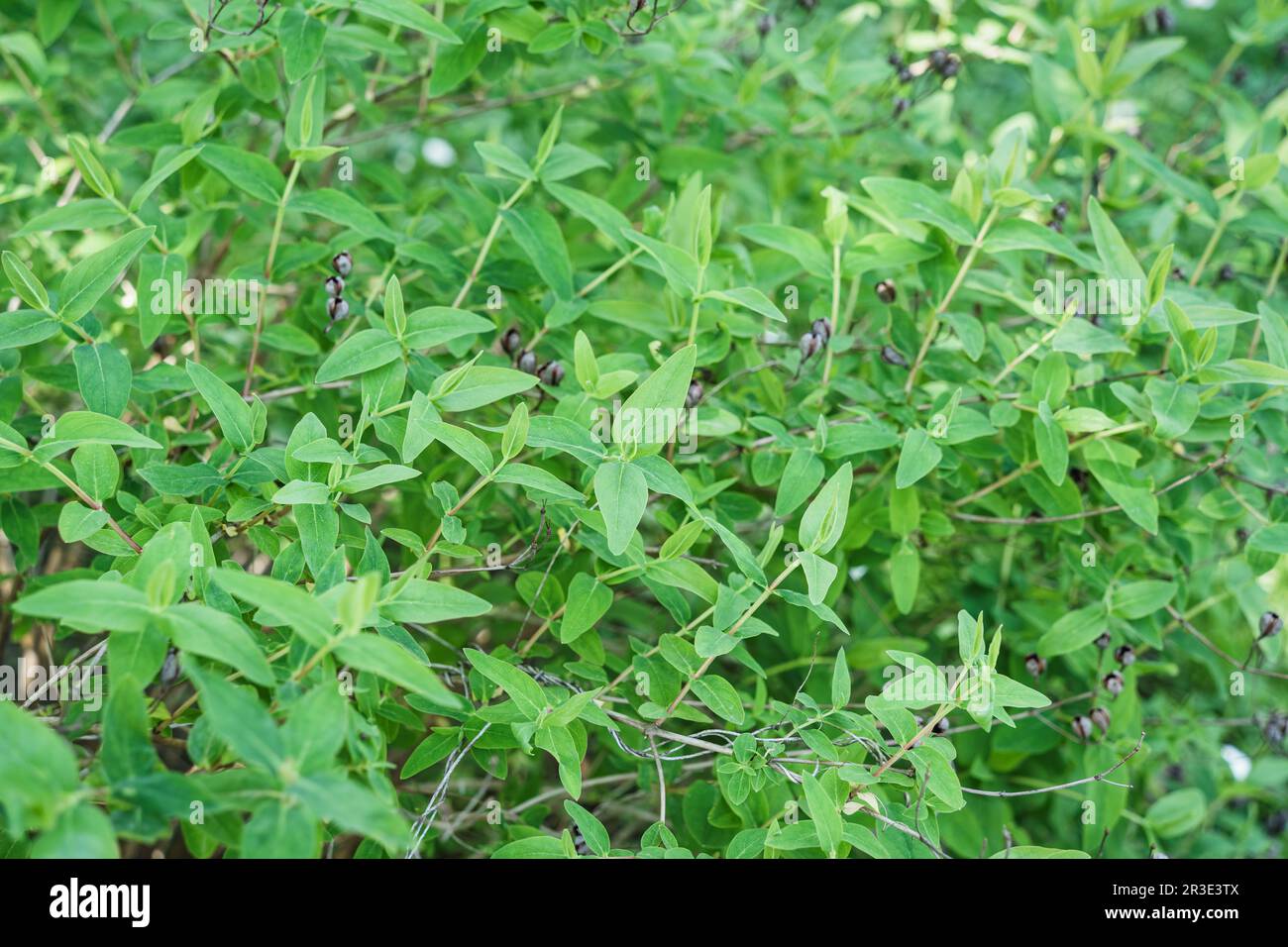 Nahaufnahme mit den Blättern und Beeren des Hypericum androsaemum oder des Strauchs St. Johanniskraut-Blumenpflanze. Stockfoto