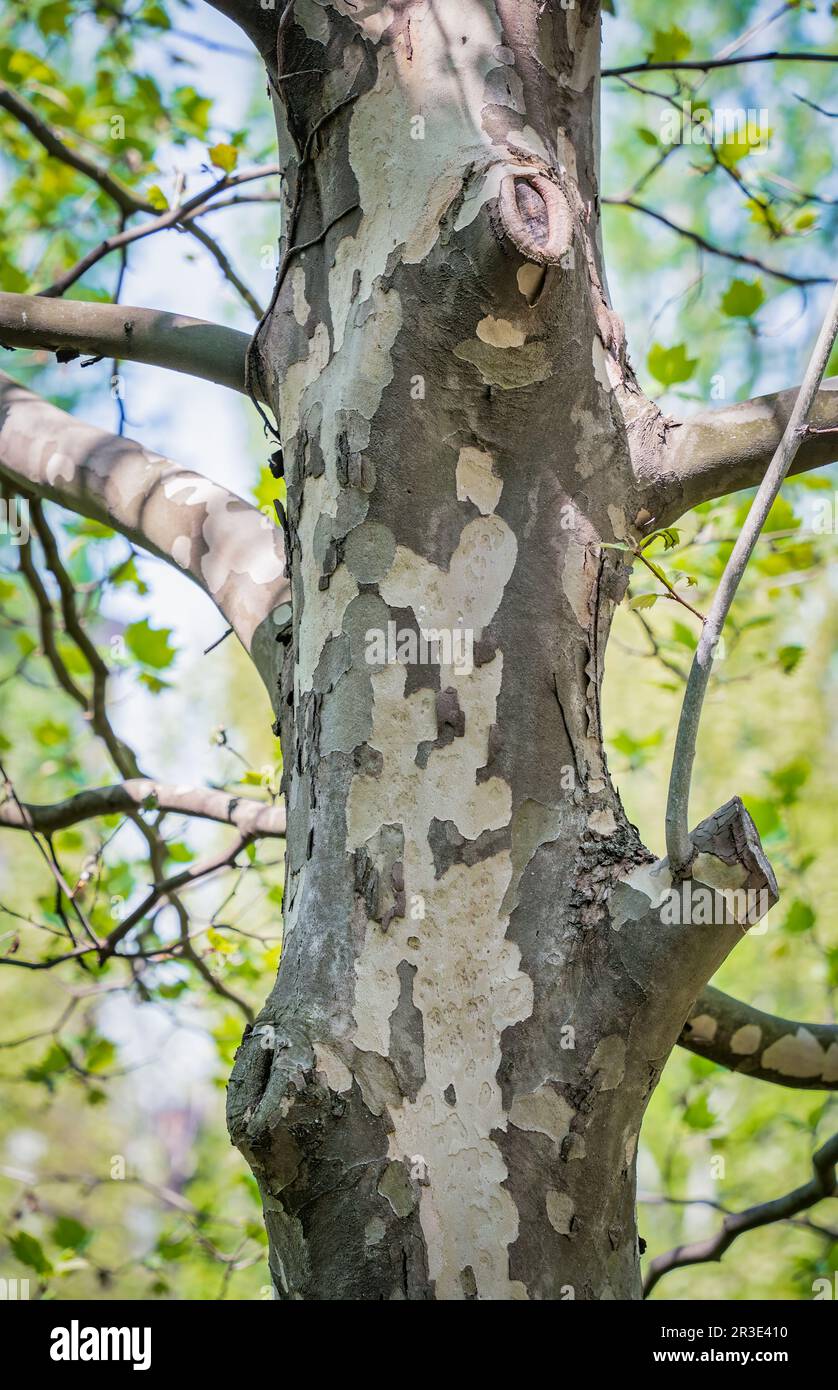 Bild mit einem Platanus occidentalis - amerikanischer Baumstamm und einem Ast. Nahaufnahme. Stockfoto