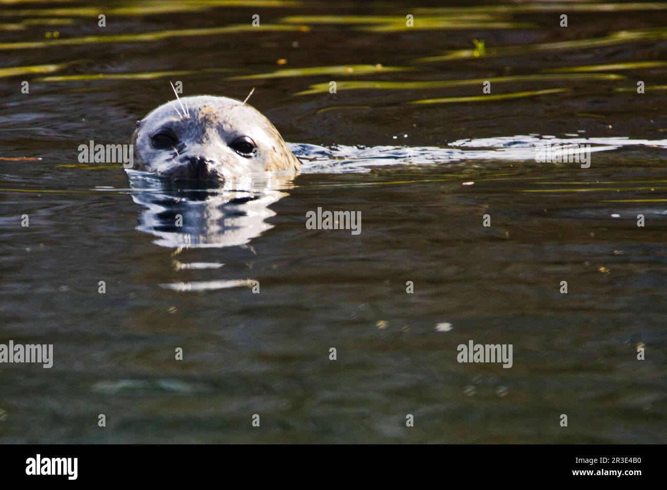 Porträt. Versiegeln Sie das Wasser Stockfoto