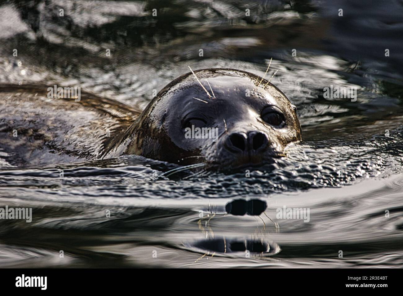 Porträt. Versiegeln Sie das Wasser Stockfoto