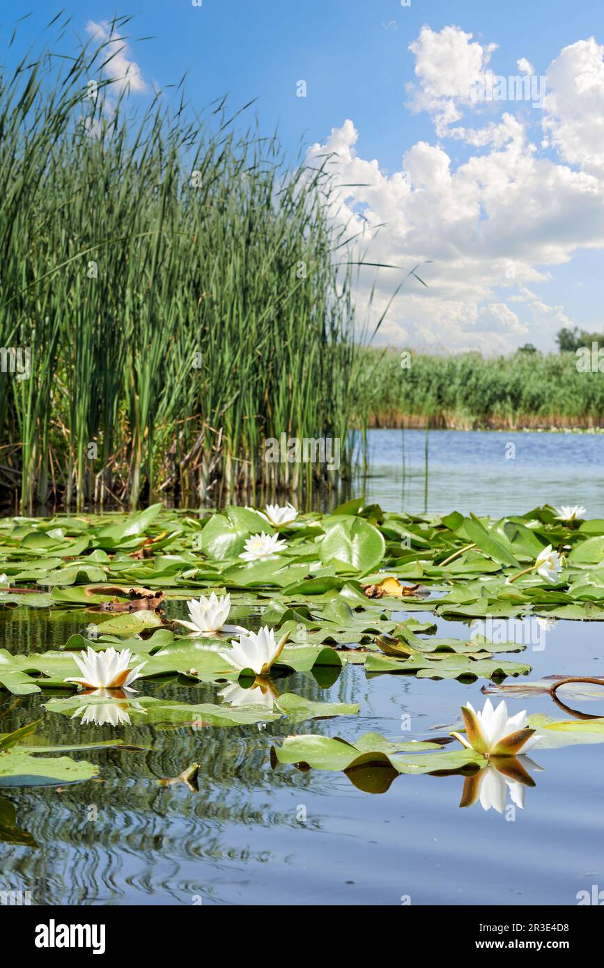 Malerischer Waldsee mit wunderschönen Seerosen vor dem Hintergrund eines blauen Sommerhimmels im Dnieper-Delta. Dnieper River, Region Kherson, U Stockfoto