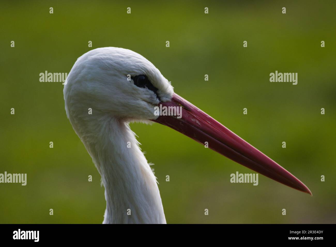 Weißstorch – Hochformat Stockfoto