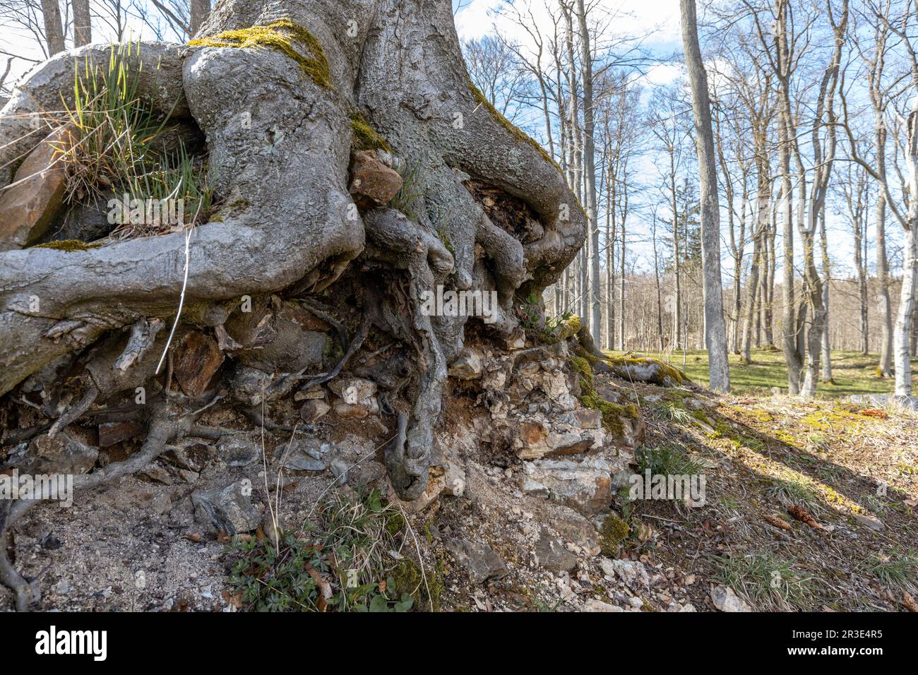 Archäologisches Denkmal Erichsburger Schlösser und Paläste im Harz-Gebirge Stockfoto