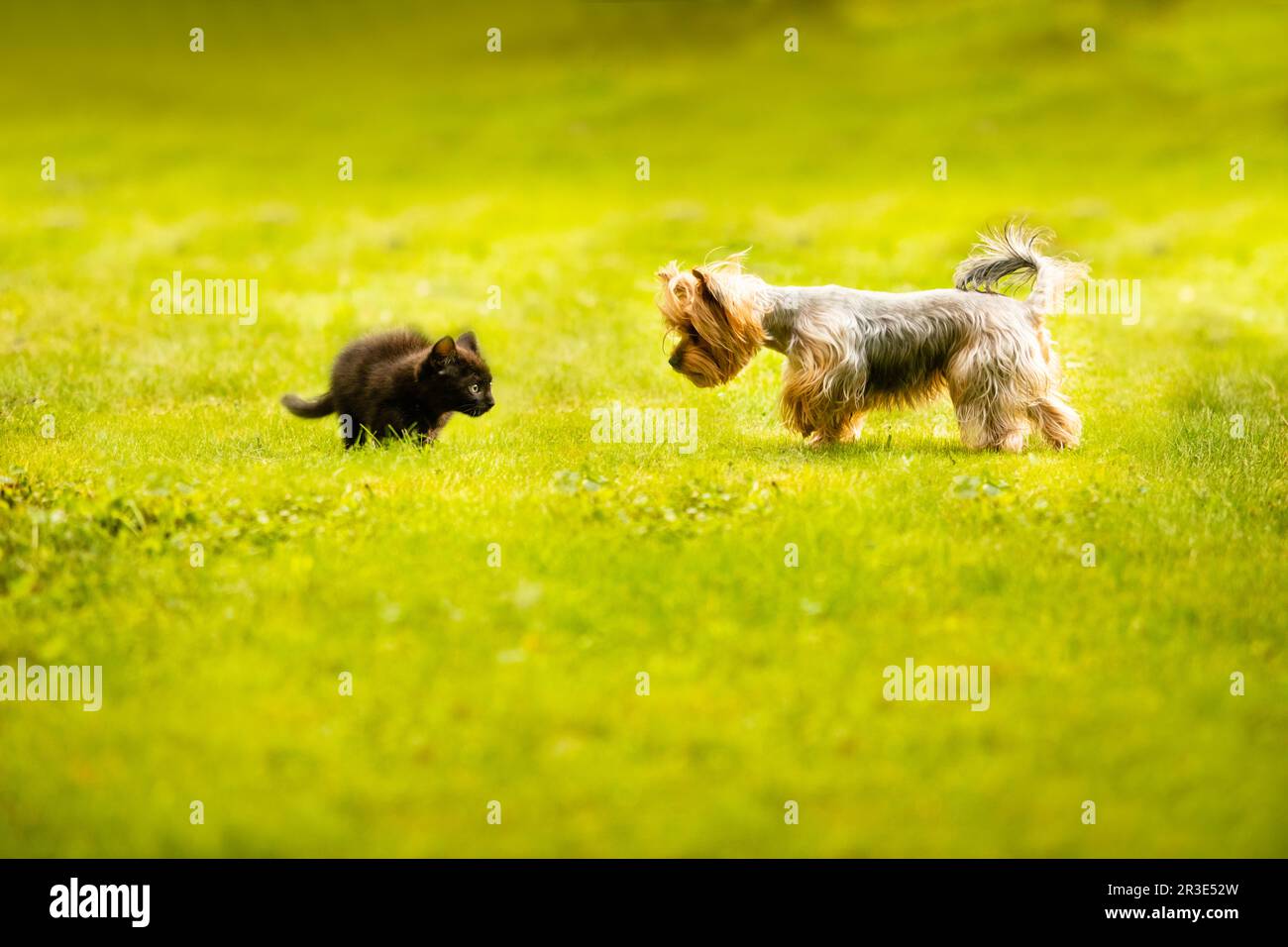 Das kleine Kätzchen zeigt eine defensive Haltung und blickt auf den Hund Stockfoto