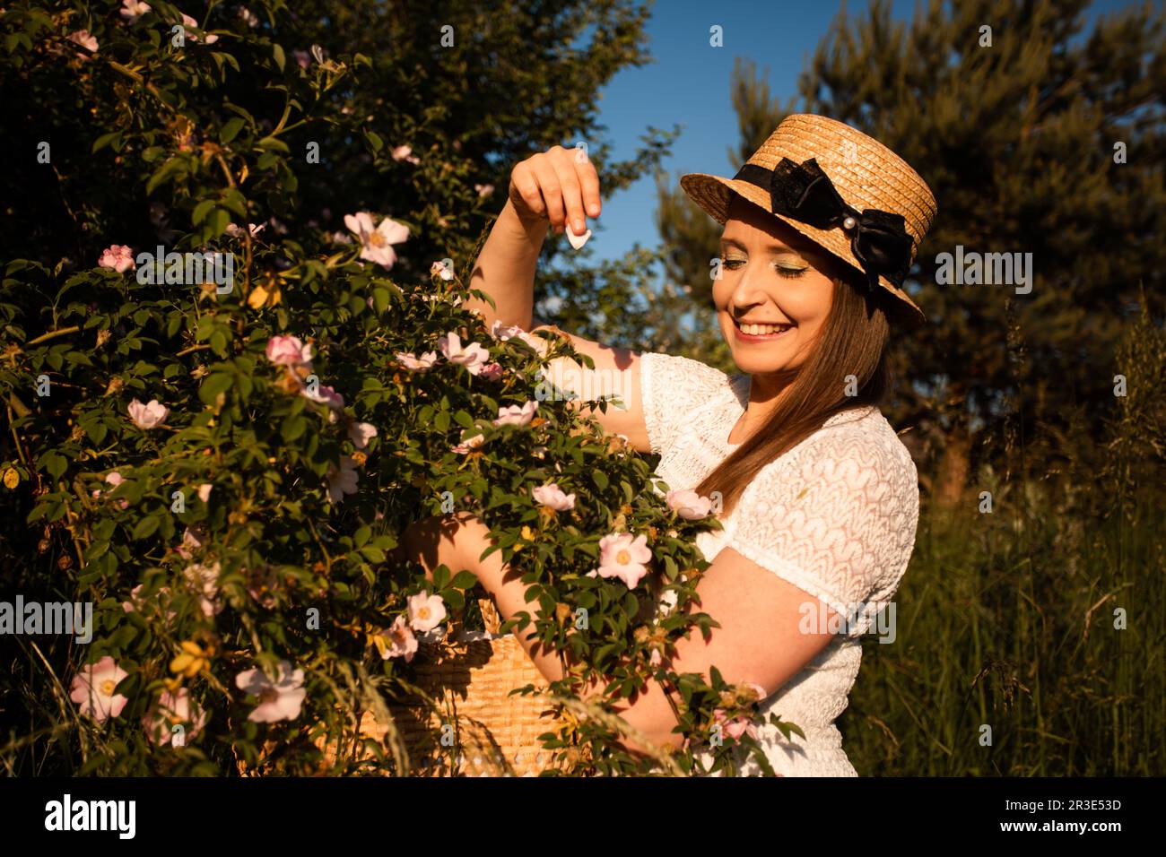 Pflücken von wilden Rosenblättern für aromatischen Kräutertee Stockfoto