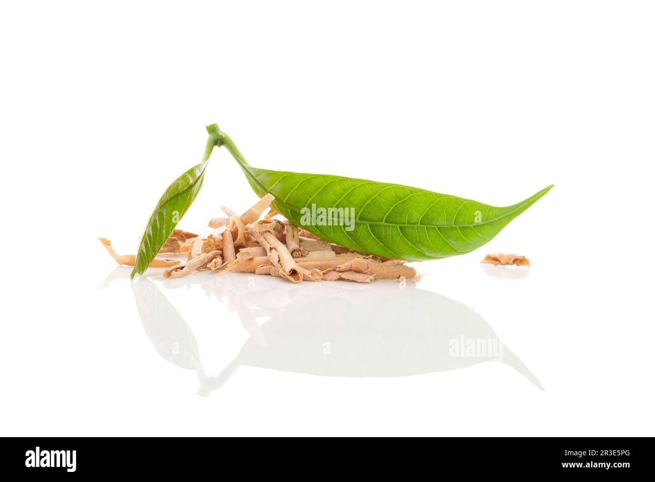 Sananga. Tabernaentana undaleta Wurzelrinde isoliert auf weißem Hintergrund  Stockfotografie - Alamy