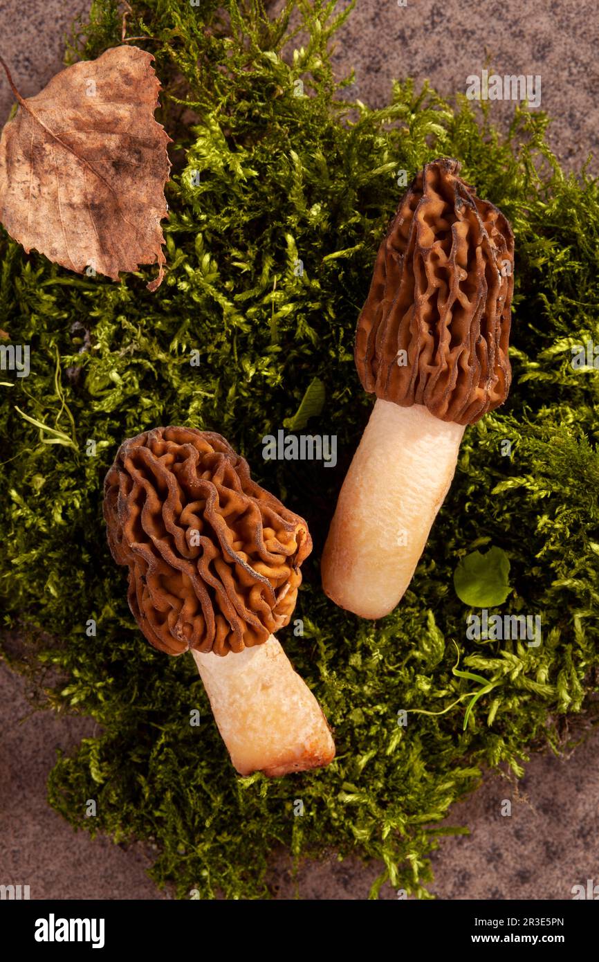 Detailaufnahme von Verpa bohemica - essbare und leckere Pilze. Stockfoto