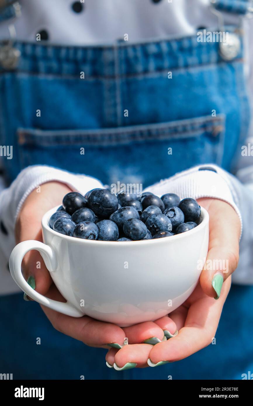 Eine Frau, die eine Schüssel mit frischen Blaubeeren hält. Erntekonzept. Weibliche Hände sammeln Beeren. Das Konzept des Gemüsegartens Stockfoto