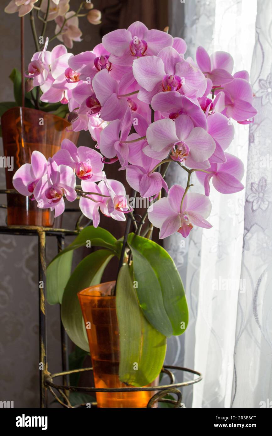 In dem Raum blühte eine Orchideenblume in einem Raum voller Blumen im Frühling Stockfoto