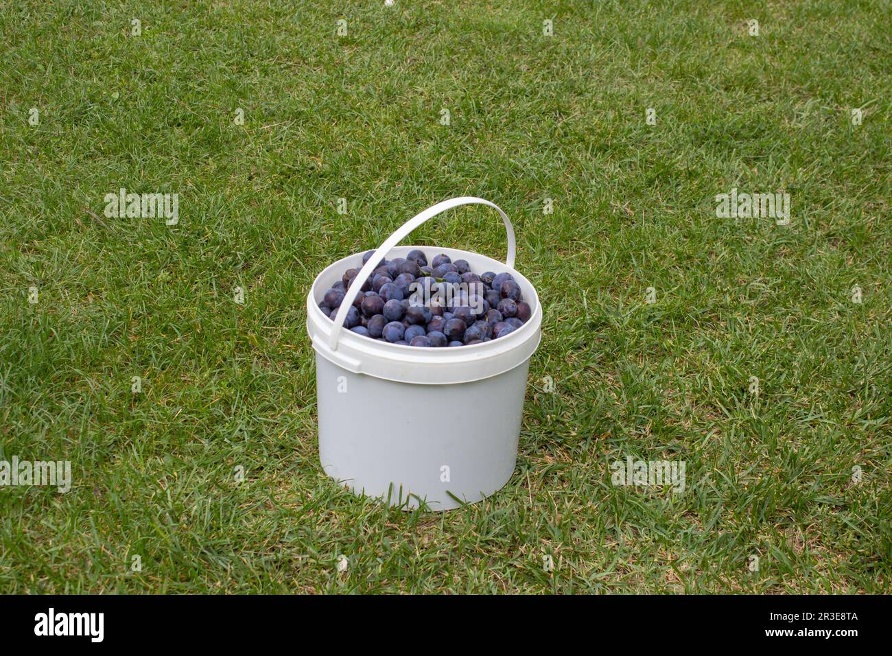 Trauben für die Weinbereitung auf einem Graseimer mit Trauben ernten Stockfoto
