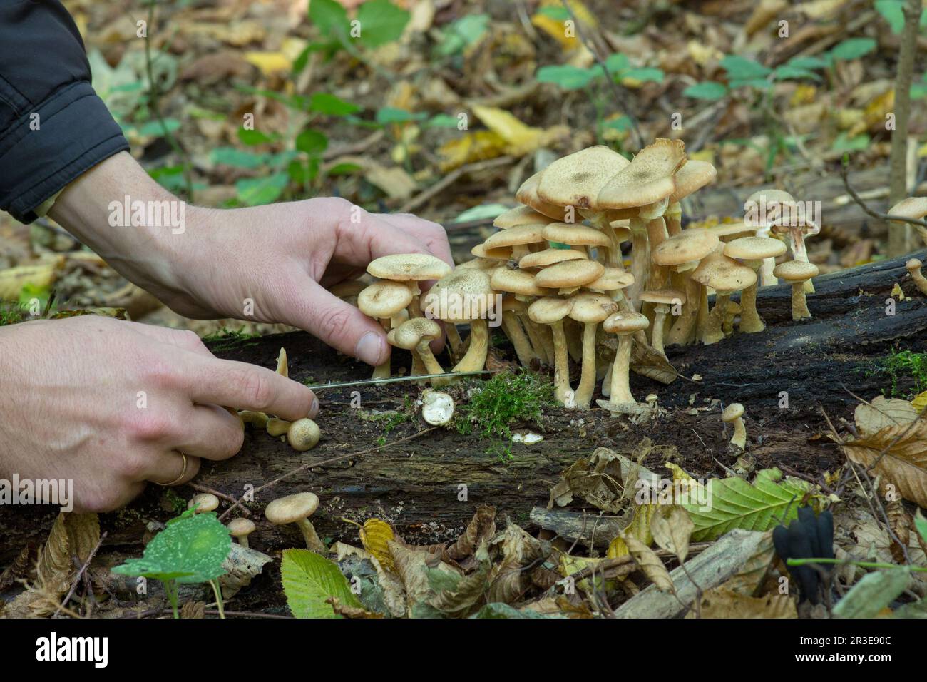 Mann, sammeln Pilze und Kastanien im Wald Stockfoto