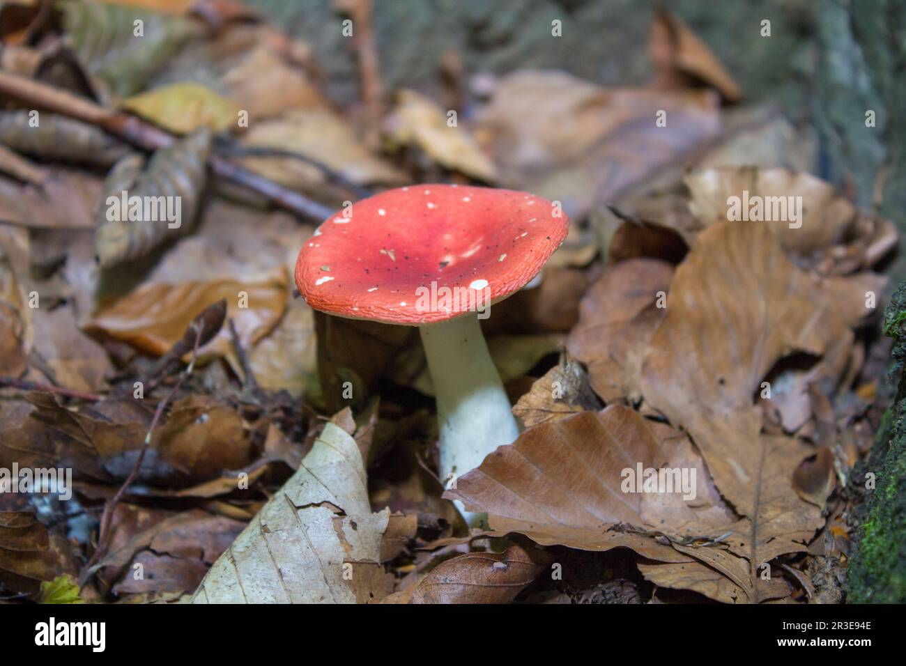 Roter Russula-Pilz, der sich in den Blättern im Wald versteckt Stockfoto