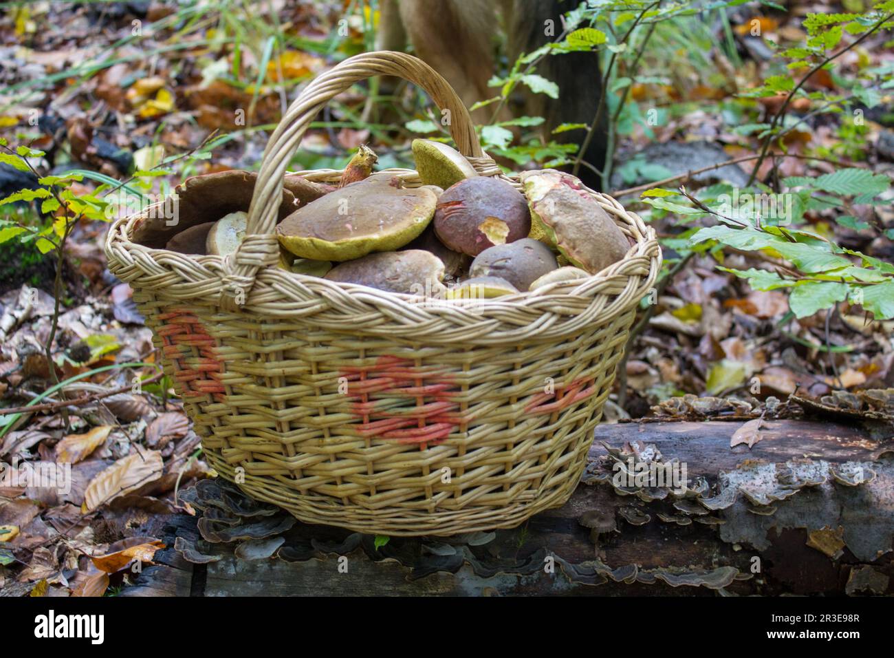 Ein Korb voller Pilze wurde im Wald gesammelt Stockfoto