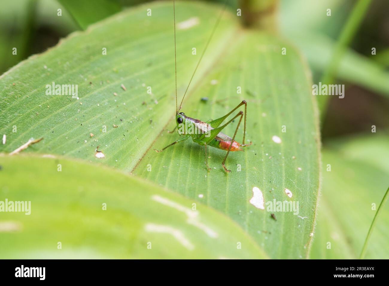 Eine ruhende Grille (Conocephalus sp.) In Panama Stockfoto