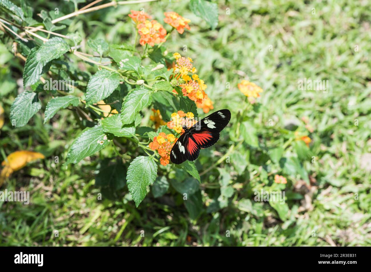 Dot-Bordered Heliconid/Doris Longwing (Heliconius doris) bei der Fütterung von Lantana in Panama Stockfoto