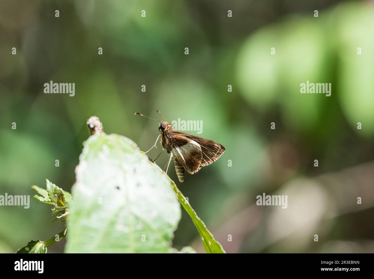 Ein ruhender Rita's Remella (Remella rita), ein Skipper-Schmetterling, in Panama Stockfoto