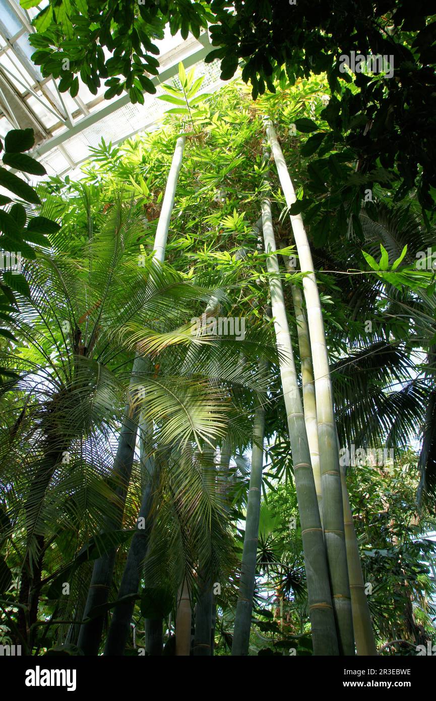 Riesen bambus -Fotos und -Bildmaterial in hoher Auflsung  Alamy