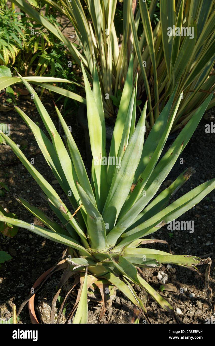 Sisal (Agave Sisalana) in Blte. In Mittelamerika heimisch, wchst diese  Pflanze in der Nhe von Ngorongoro Crater in Tansania Stockfotografie -  Alamy